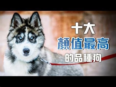 咖啡色狗品種|獨特毛色粗骨中型犬～《咖啡加奶》不爆衝! 超像品種犬的米克。